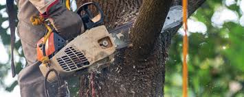 How Our Tree Care Process Works  in  Chesaning, MI