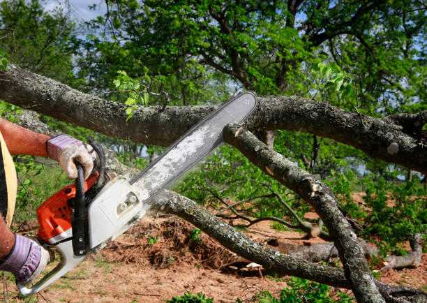 Best Tree Preservation Services  in Chesaning, MI